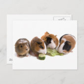 Four Guinea Pigs who eat Postkarte (Vorne/Hinten)