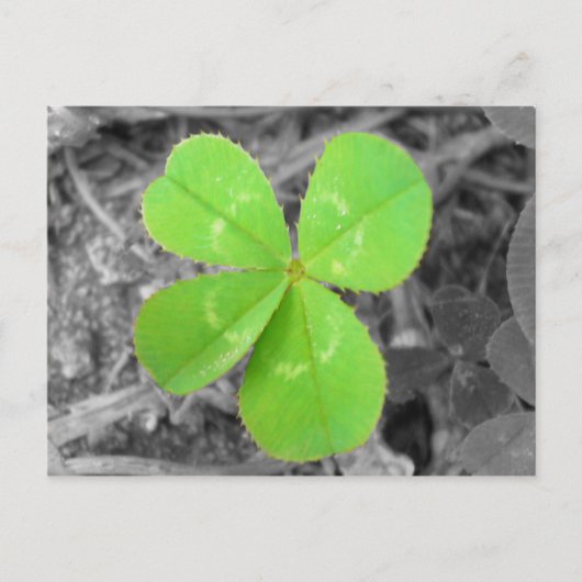 Four Leaf Clover Postcard - Black & White & Green Postkarte (Vorderseite)