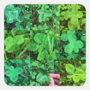Four Leaf Colvers - Klee Quadratischer Aufkleber