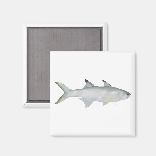 Fourfinger Threadfin Magnet (Vorderseite/Rückseite)