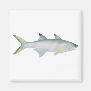 Fourfinger Threadfin Magnet