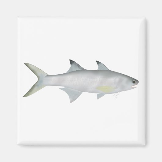 Fourfinger Threadfin Magnet (Vorne)