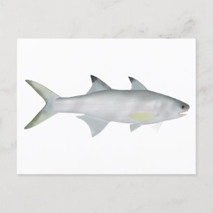 Fourfinger Threadfin Postkarte