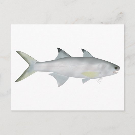 Fourfinger Threadfin Postkarte (Vorderseite)