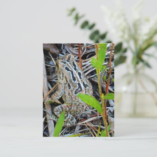 Fowlers Toad Postcard Postkarte (Stehend Vorderseite)