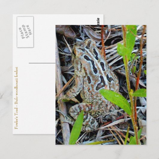 Fowlers Toad Postcard Postkarte (Vorne/Hinten)