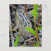 Fowlers Toad Postcard Postkarte (Vorderseite)