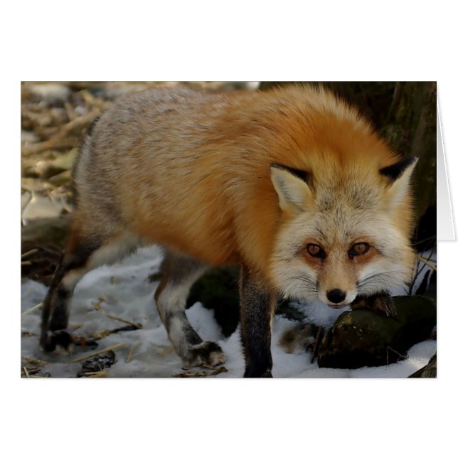 Fox (Vorderseite (Horizontal))