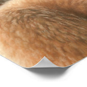 Fox and Cub Poster (Ecke)