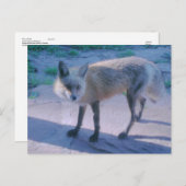Fox auf Porch Postkarte (Vorne/Hinten)