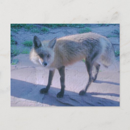 Fox auf Porch Postkarte (Vorderseite)