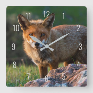 Fox bei goldenem Sonnenuntergang in Australien Clo Quadratische Wanduhr