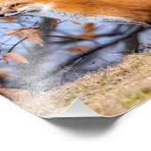 Fox, Blätter und Nebel-Foto-Erweiterung Fotodruck (Ecke)