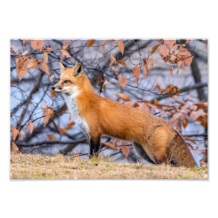 Fox, Blätter und Nebel-Foto-Erweiterung Fotodruck