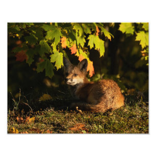 Fox-Blätter und Schatten Foto drucken