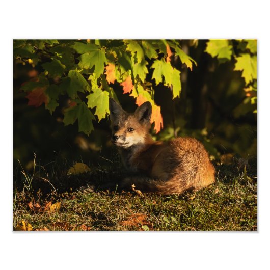 Fox-Blätter und Schatten Foto drucken (Vorne)