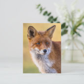Fox-Blick weg Postkarte (Stehend Vorderseite)