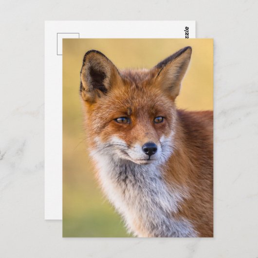 Fox-Blick weg Postkarte (Vorne/Hinten)