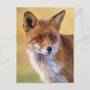 Fox-Blick weg Postkarte