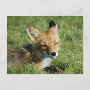 Fox Close, Brooks Falls Alaska Postkarte