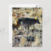 Fox Coyotes Wild anilmal in Field Postkarte (Vorne/Hinten)