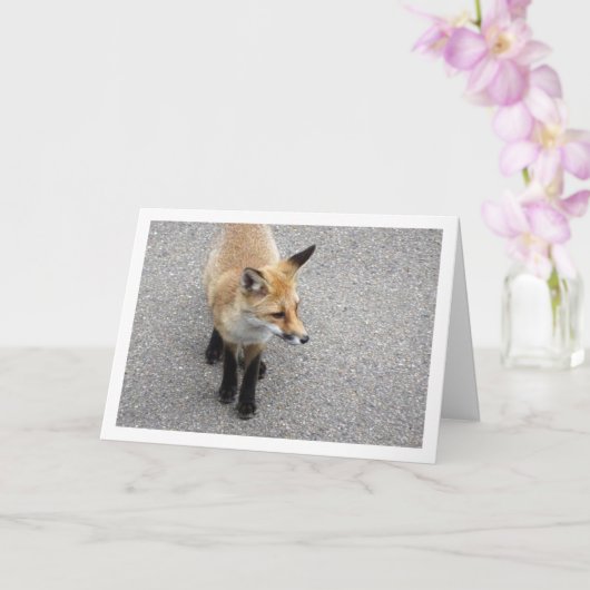 Fox Cub auf Street Portrait Karte (Orchidee)