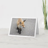 Fox Cub auf Street Portrait Karte (Vorderseite)