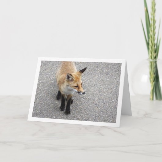 Fox Cub auf Street Portrait Karte (Vorderseite)
