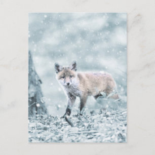 Fox Cub im Schnee Postkarte