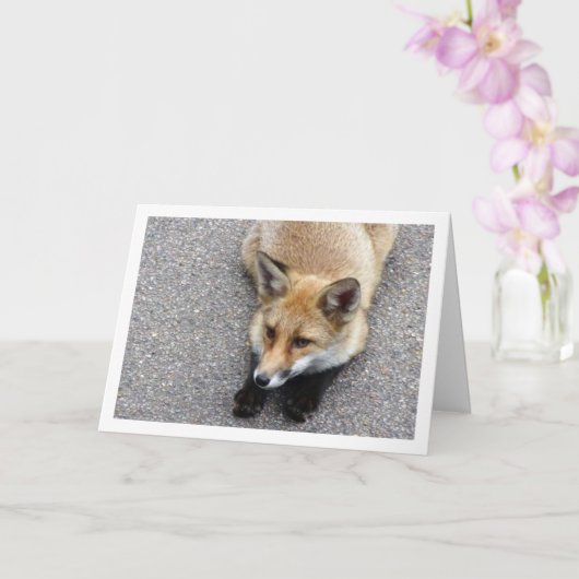 Fox Cub Lay auf Street Portrait Karte (Orchidee)