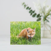 Fox Cub Postkarte (Stehend Vorderseite)