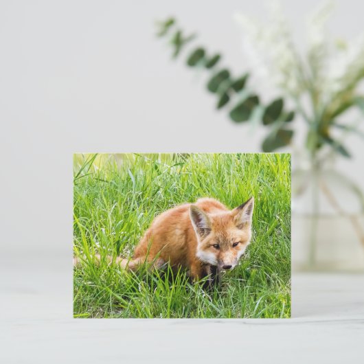 Fox Cub Postkarte (Stehend Vorderseite)