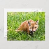 Fox Cub Postkarte (Vorne/Hinten)