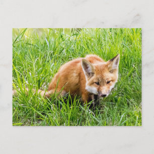 Fox Cub Postkarte