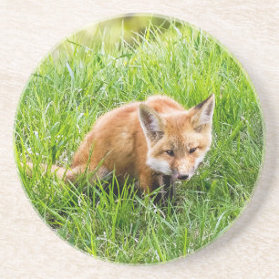 Fox Cub Sandstein Untersetzer