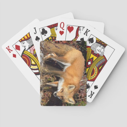 Fox Deck spielen Karten Spielkarten (Rückseite)