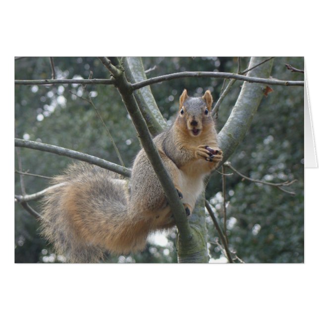 Fox-Eichhörnchen (Vorderseite (Horizontal))