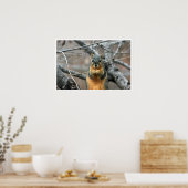 Fox-Eichhörnchen in Bäumen Eating Walnut Poster (Küche)