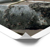 Fox-Eichhörnchen in Bäumen Eating Walnut Poster (Ecke)