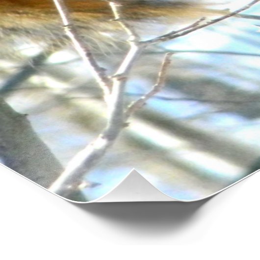 Fox Eichhörnchenprofil Poster (Ecke)