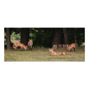 Fox Family Outing Fotodruck