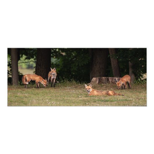 Fox Family Outing Fotodruck (Vorne)