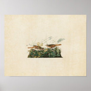 Fox-Farbige Vögel der Platten-108% pipe% des Poster