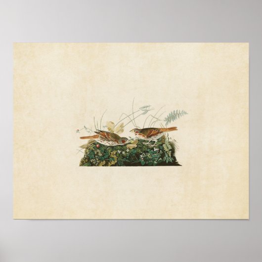 Fox-Farbige Vögel der Platten-108% pipe% des Poster (Vorne)