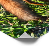 Fox Foto Poster (Ecke)