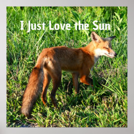 Fox Foto Poster