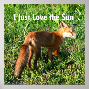 Fox Foto Poster