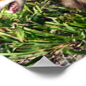 Fox Foto Poster (Ecke)