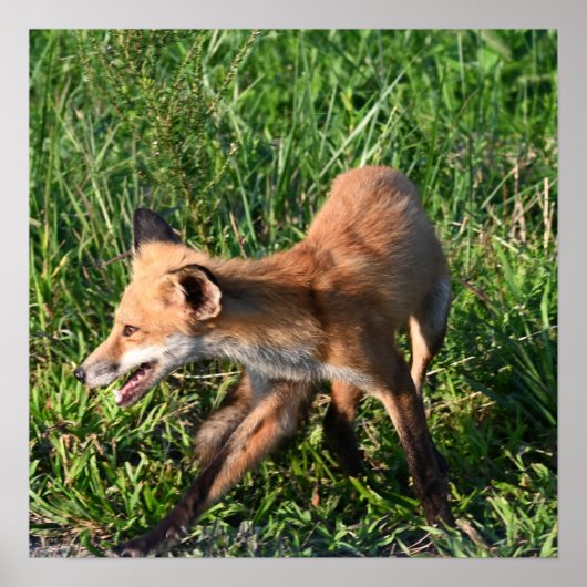 Fox Foto Poster (Vorne)