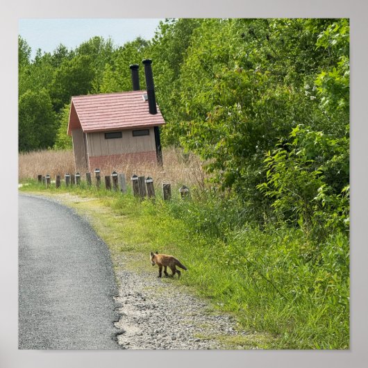 Fox Foto Poster (Vorne)